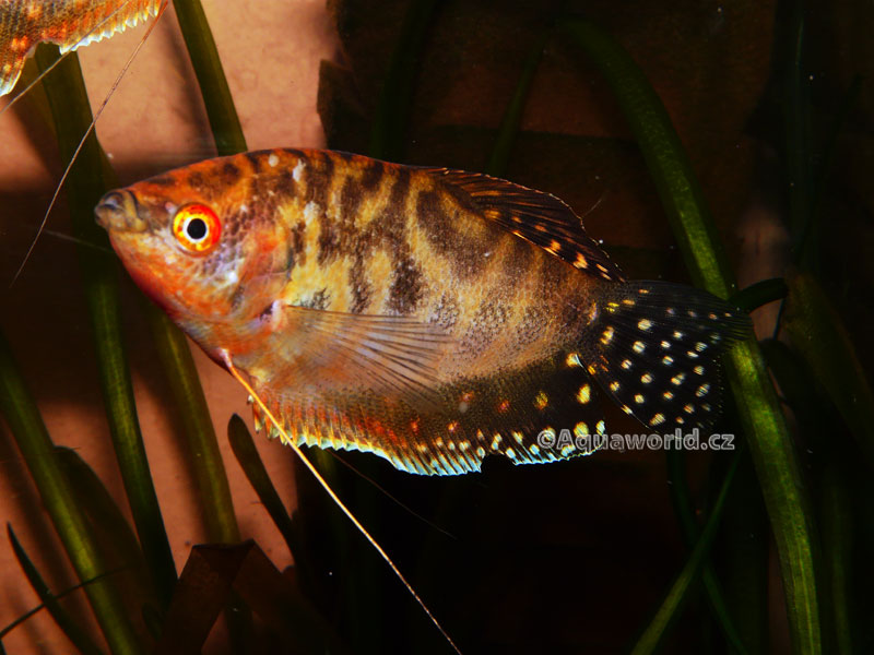 Trichogaster trichopterus sumatranus Gold - Čichavec Zlatý