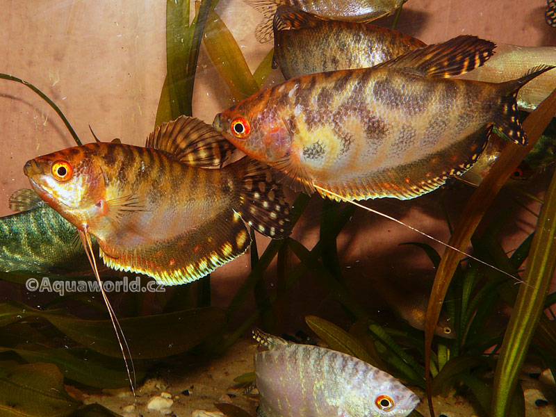 Trichogaster trichopterus sumatranus Gold - Čichavec Zlatý