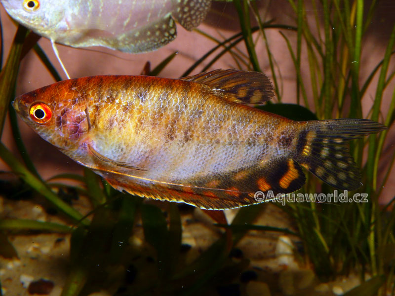 Trichogaster trichopterus sumatranus Gold - Čichavec Zlatý