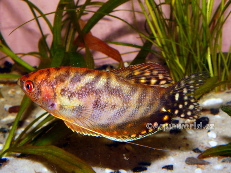 Trichogaster trichopterus sumatranus Gold - Čichavec Zlatý