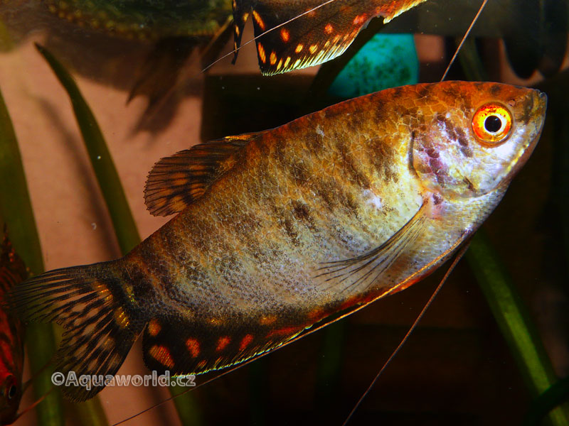 Trichogaster trichopterus sumatranus Gold - Čichavec Zlatý
