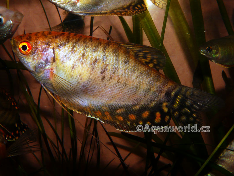 Trichogaster trichopterus sumatranus Gold - Čichavec Zlatý