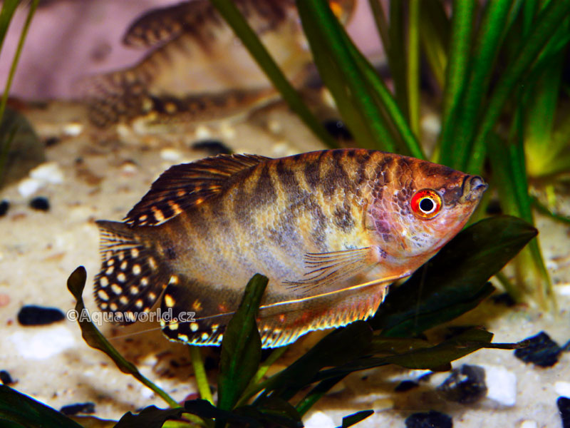 Trichogaster trichopterus sumatranus Gold - Čichavec Zlatý