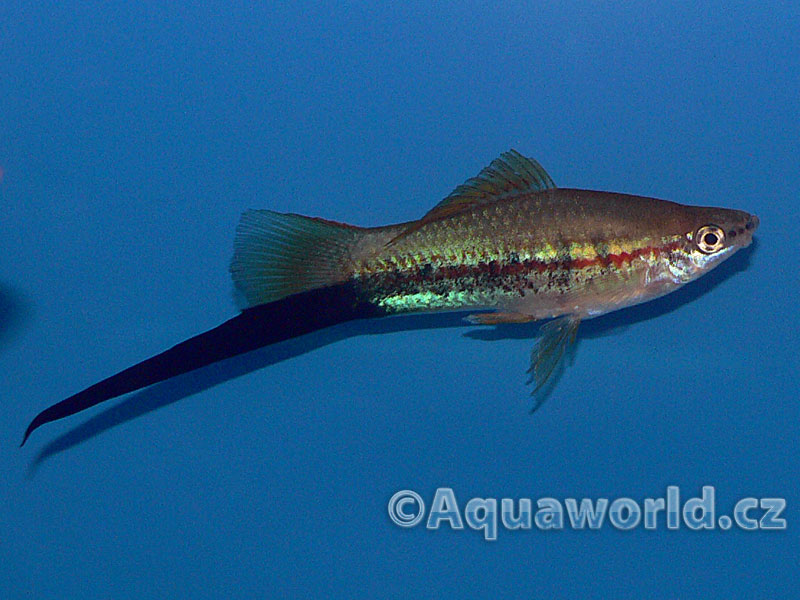 Xiphophorus Helleri - Mečovka Zelená